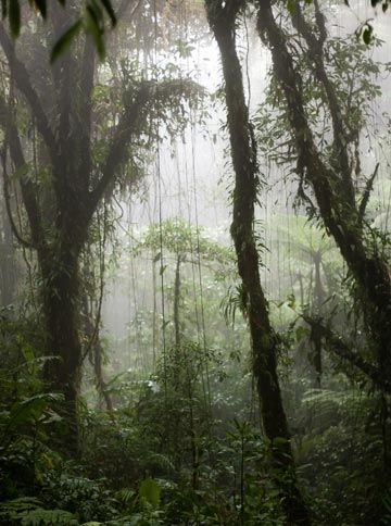 To care for orchids indoors, one must remember the natural habitat of many epiphytes in the wild, is the humid tropical cloud forest, such as seen here in the Santa Elena reserve in Costa Rica