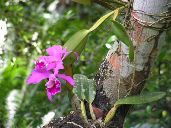 Cattleya orchid flower
