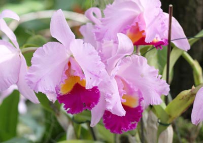 Beautiful, and very large, Cattleya blooms