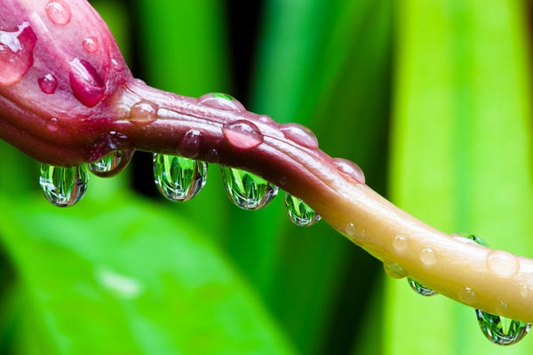 Water droplets on a Cymbidium orchid