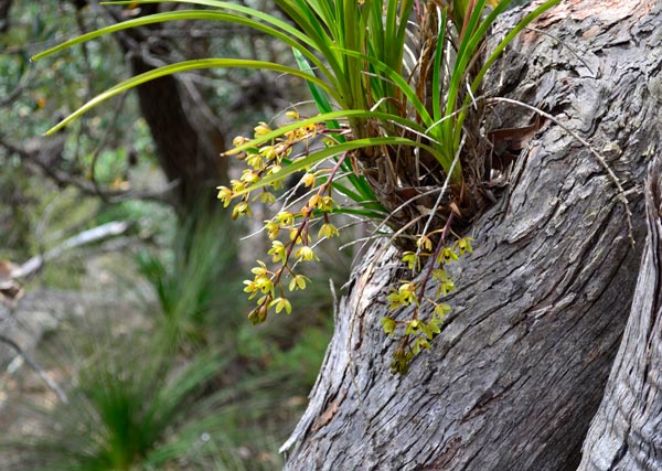 A Cymbidium orchid growing as an epiphyte in a cavity in a tree