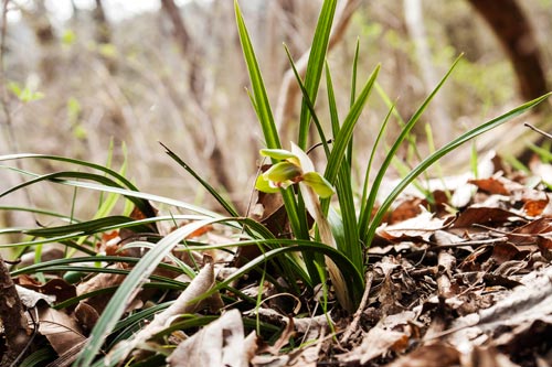 Cymbidium goeringii is a Japanese terrestrial species, that has pseudobulbs that remain underground