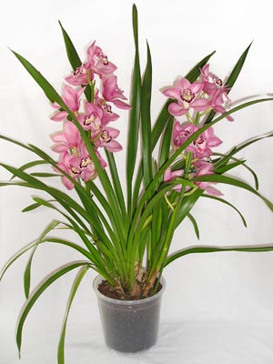 Cymbidium orchid care requires careful attention to temperature changes throughout the year