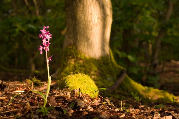 The Early Purple Orchid, Orchis mascula, is a common species with a wide distribution, from North Africa, the Middle East, and up throughout Europe