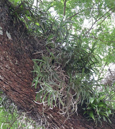 Vanda orchid plants should be grown in a manor approximating their natural habitats