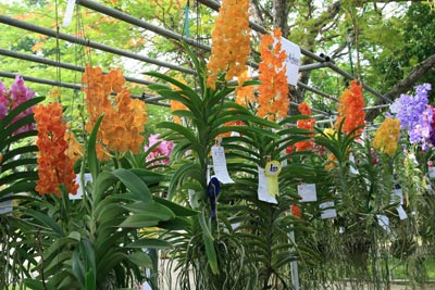 A wonderful display of hanging Vanda plants