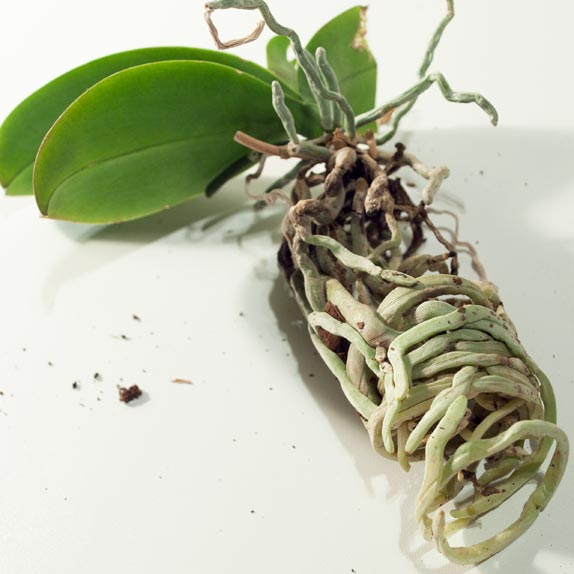 Phalaenopsis orchid roots