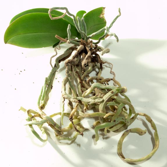 When repotting, orchid roots can be gently untangled, teasing out remnants of the old media