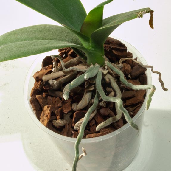 When repotting orchids aerial roots should not be planted