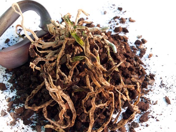 Dead orchid roots are brown and stringy