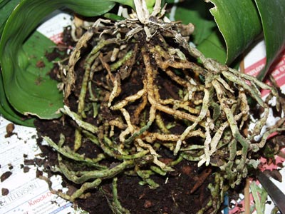Learning how to repot an orchid is not hard - and it allows us to check the health of orchid roots