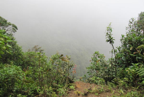 Many epiphytic orchid species live in hugely moist atmospheres, such as cloud forest. The Monteverde cloud forest reserve in Costa Rica boasts 500 species of epiphytic orchid alone