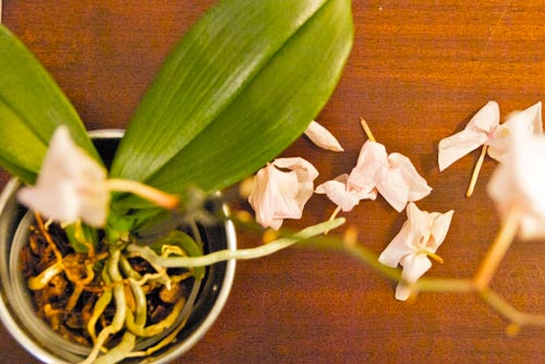 Orchid care after flowering