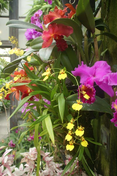Care for orchids indoors is easy, as long as there is adequate warmth, light and humidity