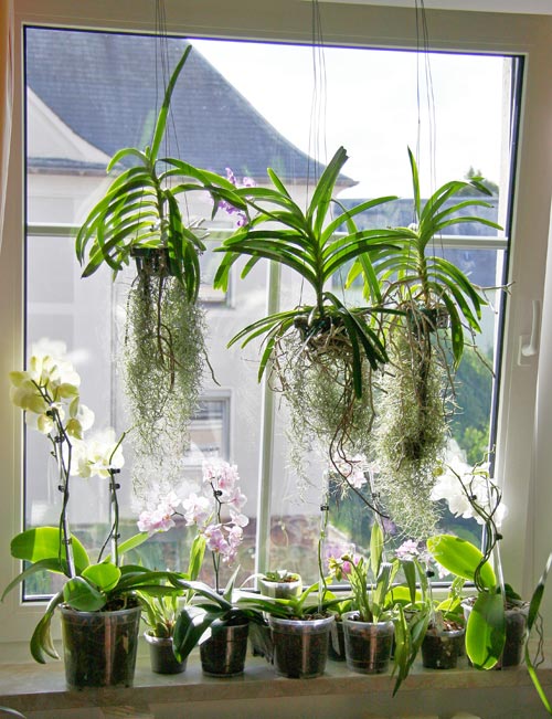 Care for orchids indoors is easy if you have good light, good root ventilation, and don