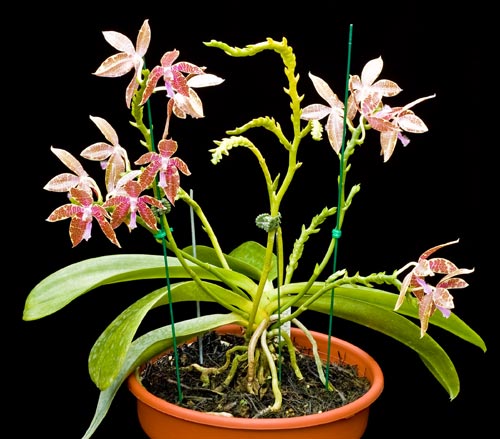 If you exhibit care, potted orchids can produce several flower spikes at once
