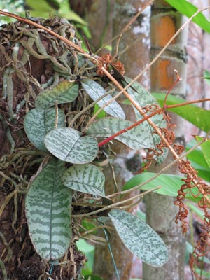 Phalaenopsis stuartiana growing as a lithophyte, on a wall in Hawaii