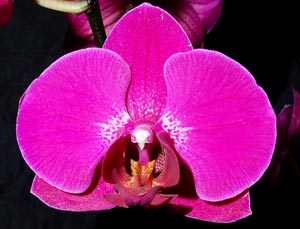 Phalaenopsis flower