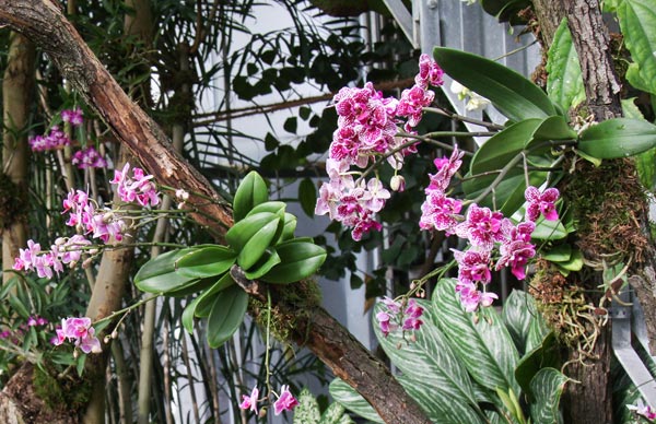 Care for orchids indoors doesn't have to involve pots. Phalaenopsis orchids growing epiphytically at Leipzig University botanical garden