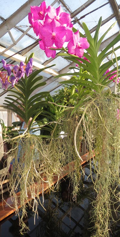 Hanging Vanda orchids at Cambridge University botanic garden