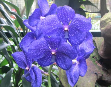 Vanda orchid care >> Orchids-care.info